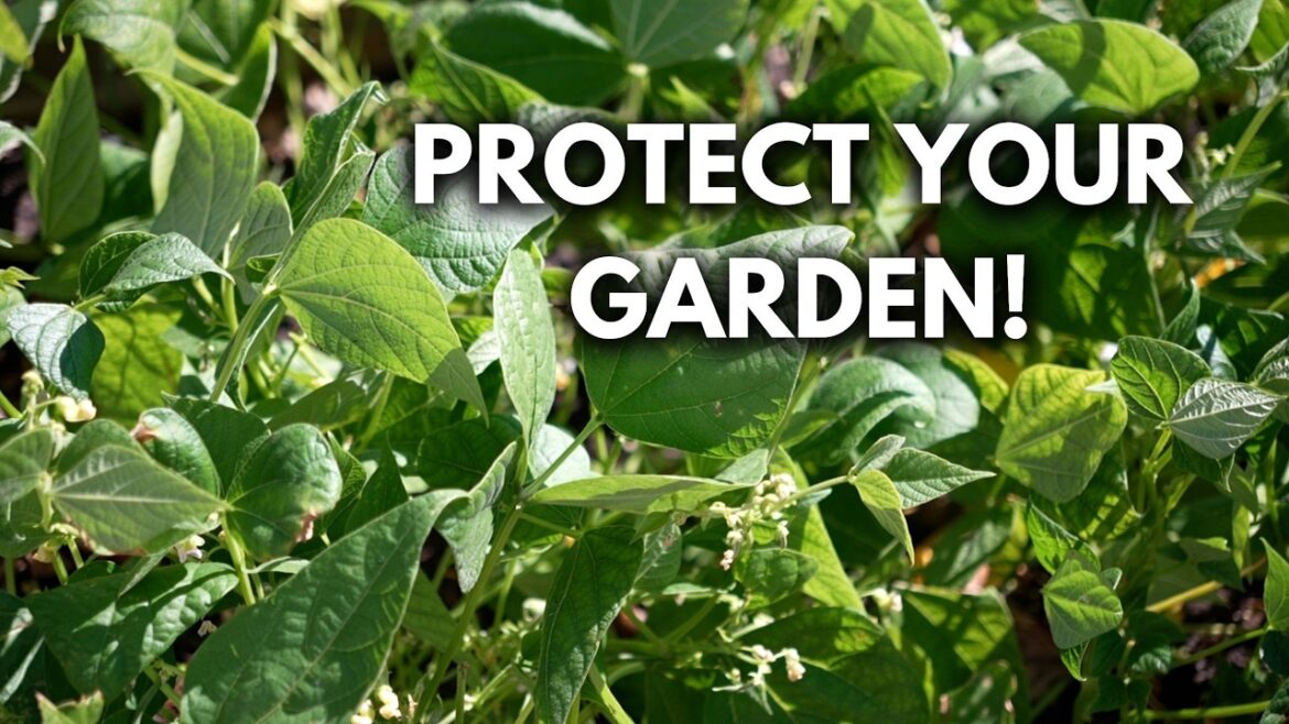 MIgardener: Do THIS If You Are NOT Planting a Fall Garden! Do THIS If You Are NOT Planting a Fall Garden!