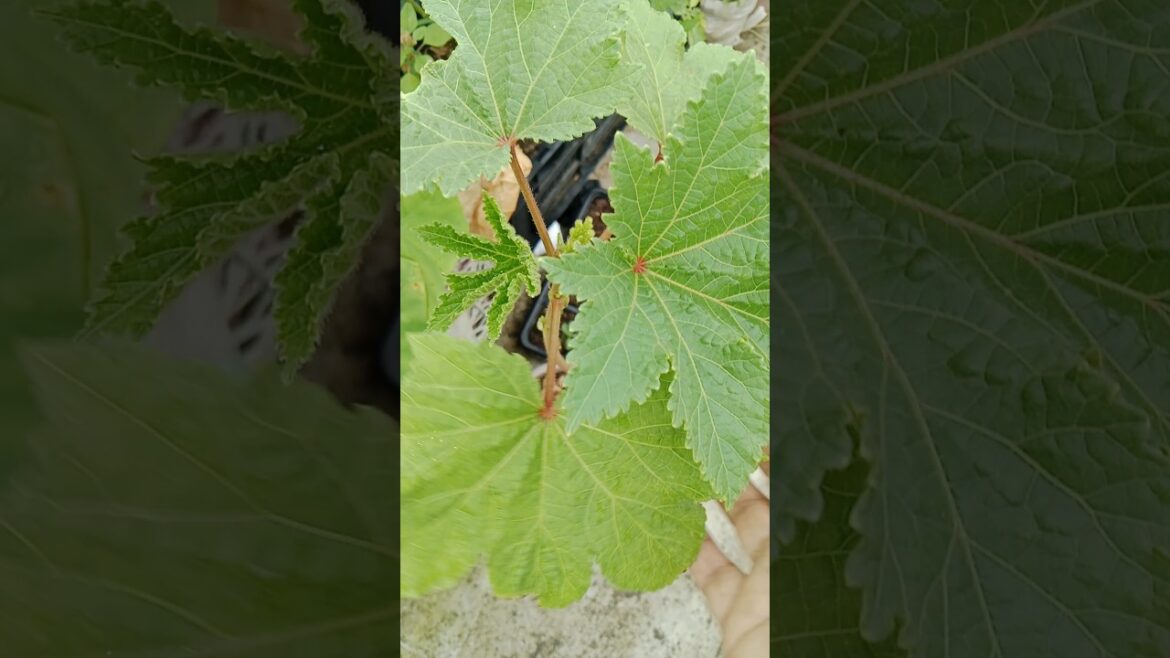 सितंबर महिने मे लगाई जाने वाली पाच सब्जिया#shorts#gardening #vegetablegarden #short