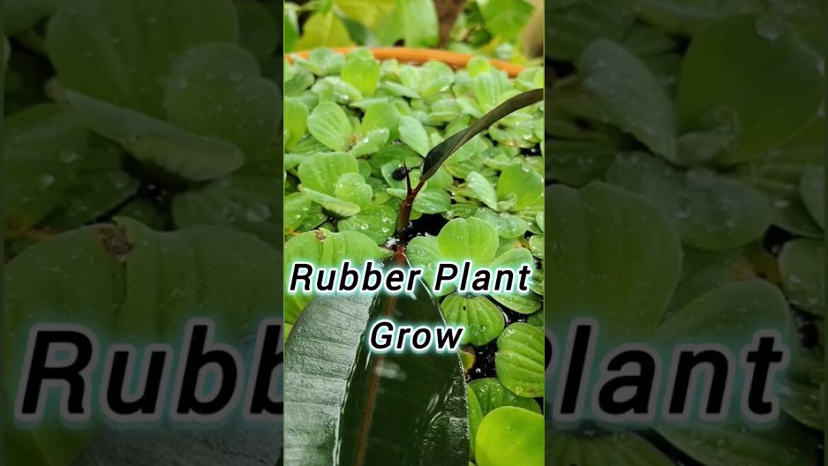 Tips For This Rubber Plant Grow | How To Grow Rubber Plant #shortvideo #shorts #short