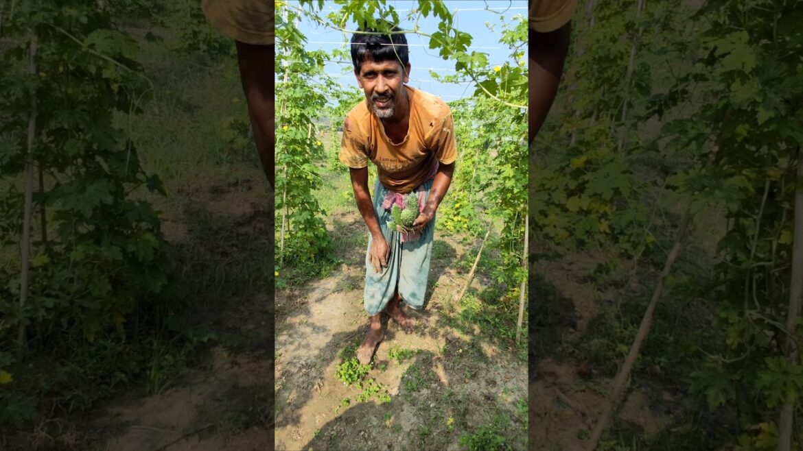 Bitter Gourd Harvest: An Astounding Day in the Fields #shorts #short #shortvideo Bitter Gourd Harvest: An Astounding Day in the Fields #shorts #short #shortvideo