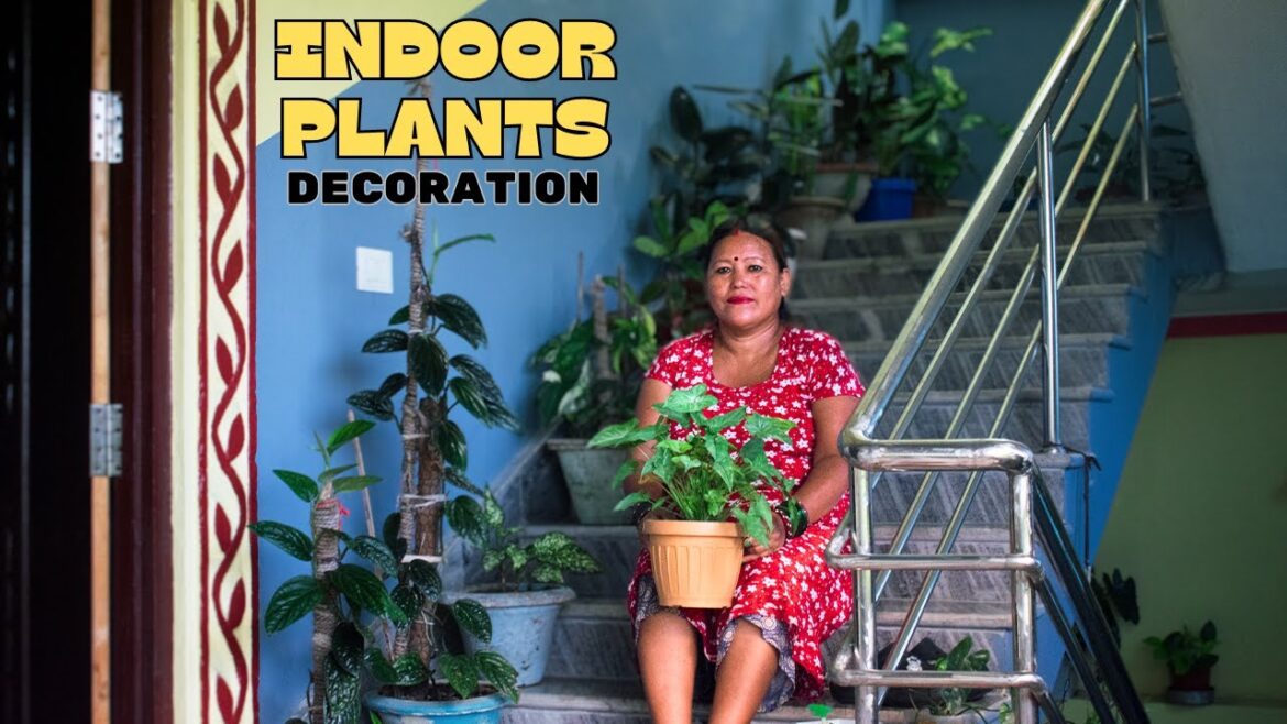 Best Indoor Plants in Nepal for Home Decoration I Indoor Plant Decoration Ideas I Garden Design Best Indoor Plants in Nepal for Home Decoration I Indoor Plant Decoration Ideas I Garden Design