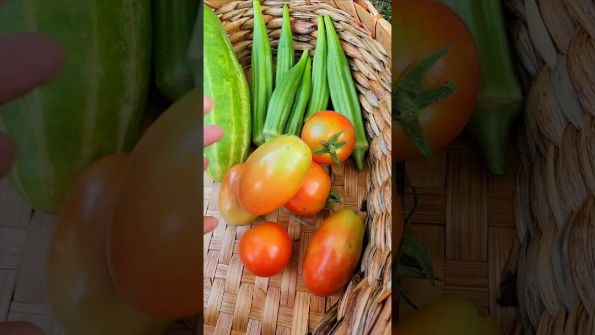 Mid-September Harvest🍂🍅#gardening #organicharvest #සිංහල #shortvideo