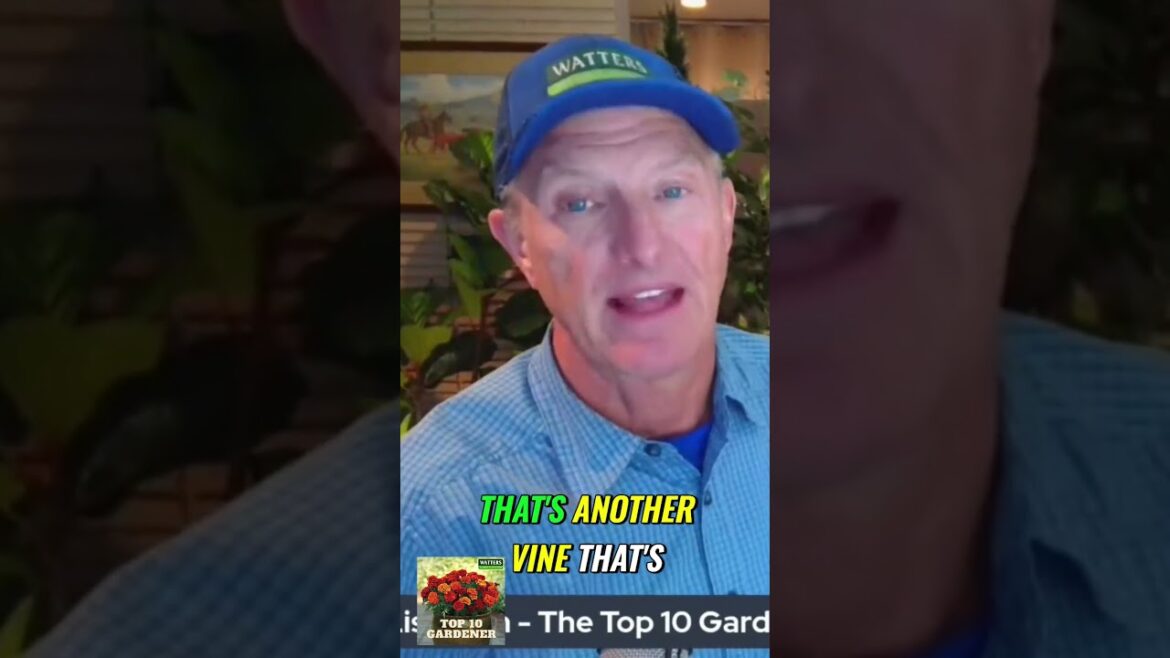 Top Ground Cover Vines  Beautify Your Landscape