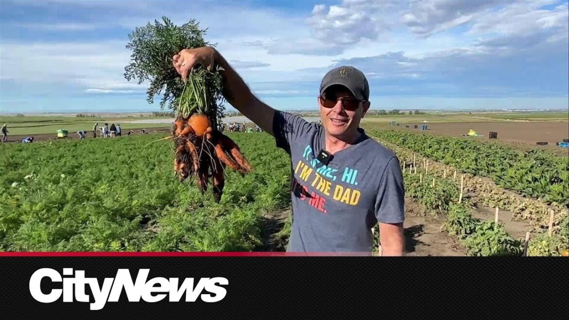Landscape supply company east of Calgary strives to help the Calgary Food Bank