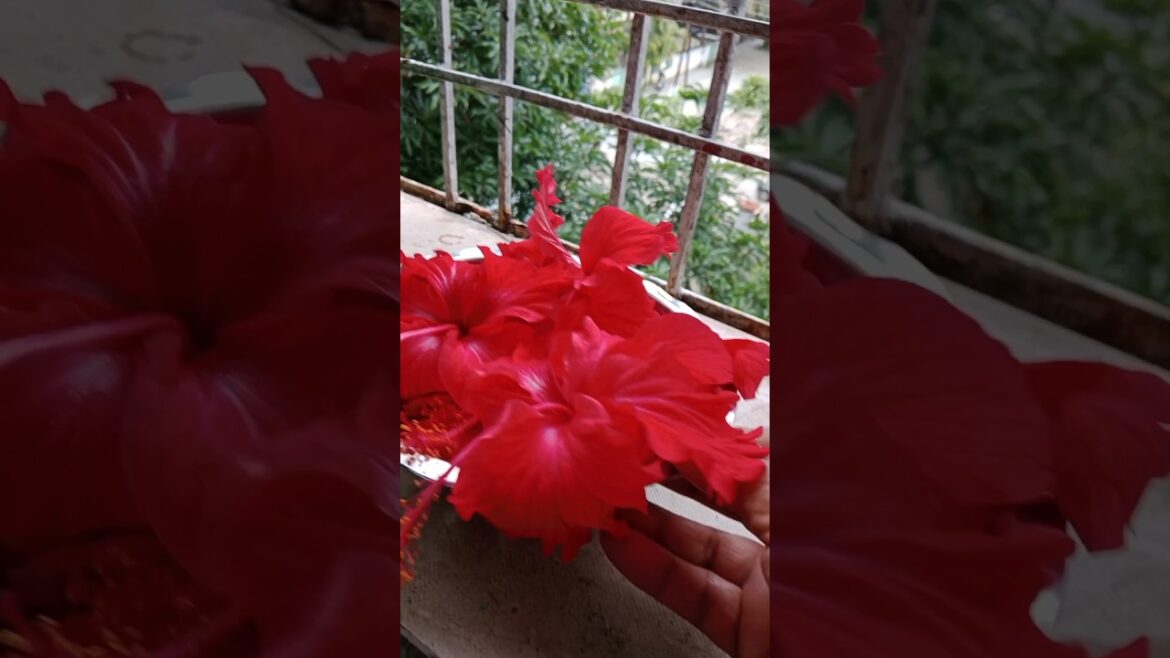 कमाल की बात#shorts#gardening #floweringplant #viralshort #garden