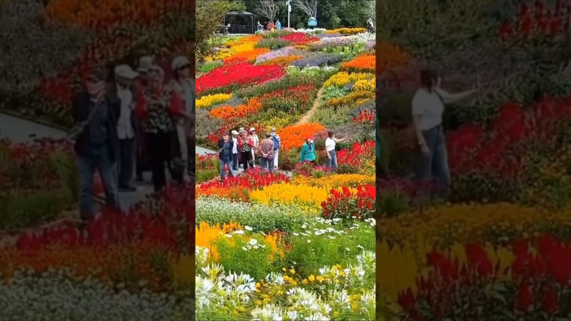 Beautiful flowers garden 🏡 || flower garden || @SMHousevlog   || #shorts #flowers