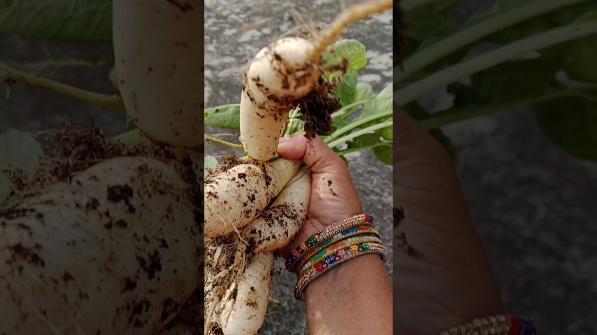 मुली की harvesting #shorts#gardening #radish#organic#viralshorts