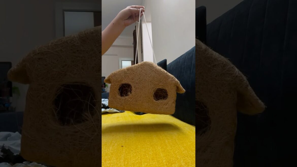 Bird’s House🥰 #birds #house #swattisaini #birdshouse #shorts #ytshorts