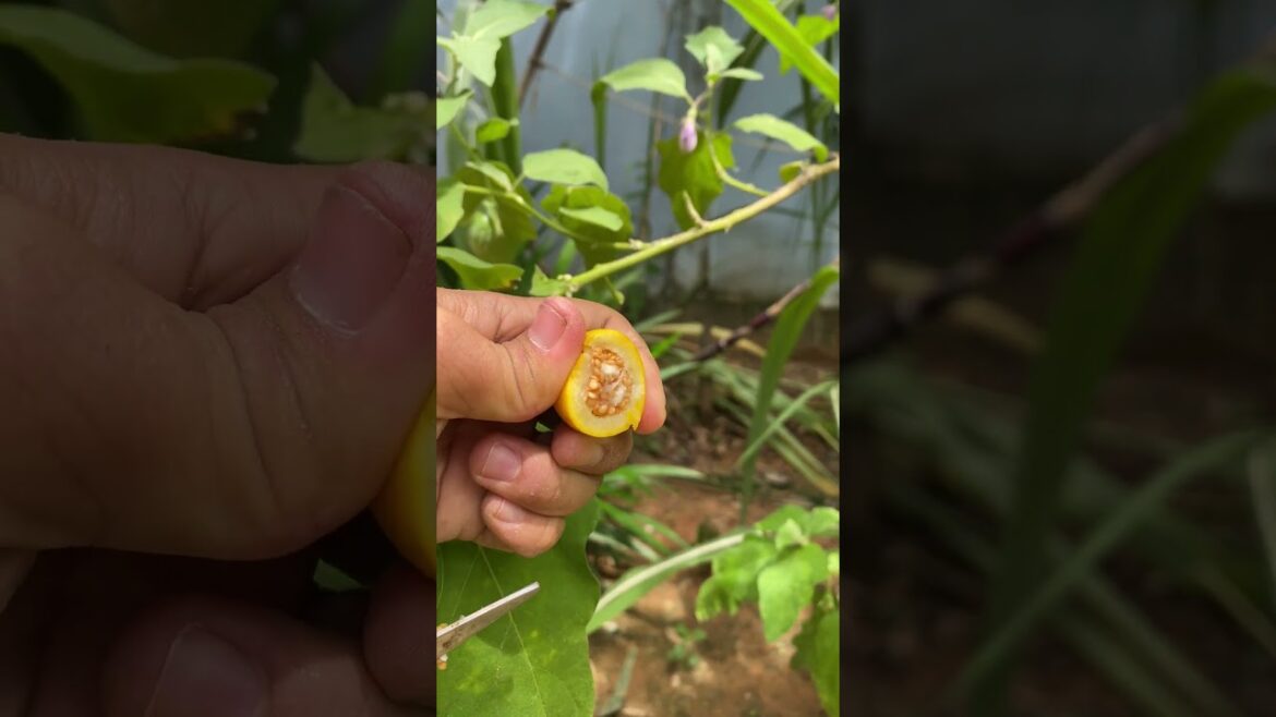 Daily life gardener by meimei / tips for growing/ enjoy with organic vegetable #shorts #gardening