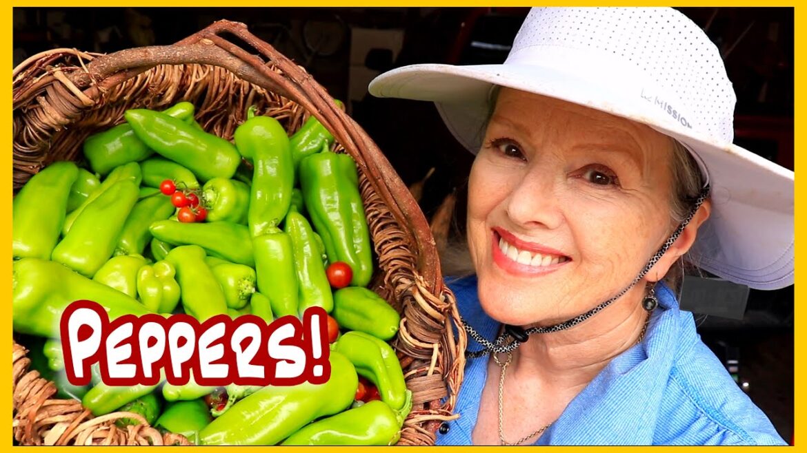 PEPPER HARVEST September Garden Views, natural sounds