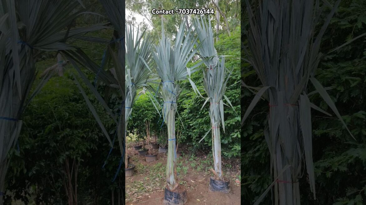 बिस्मार्किया Plant available 🤯 //supply all india 🇮🇳 #plants #nursery #gardening #shortsfeed #shorts