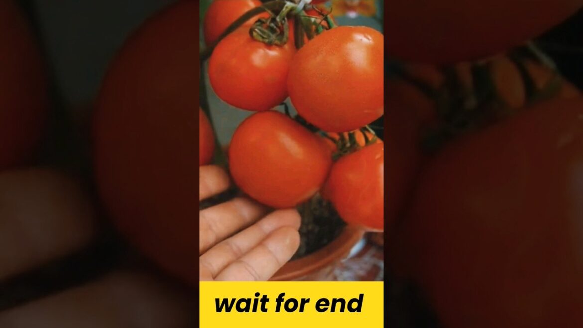 New technique for growing 👌 tomato 🍅 👌 plants  || #chinesshorts  #viralchinesvideos
