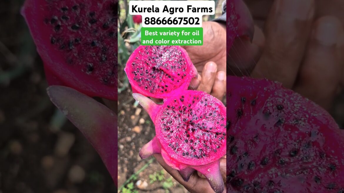 Best dragon fruit vatiety for oil and color extraction #farming #kurelaagrofarms #kurelabrothers Best dragon fruit vatiety for oil and color extraction #farming #kurelaagrofarms #kurelabrothers