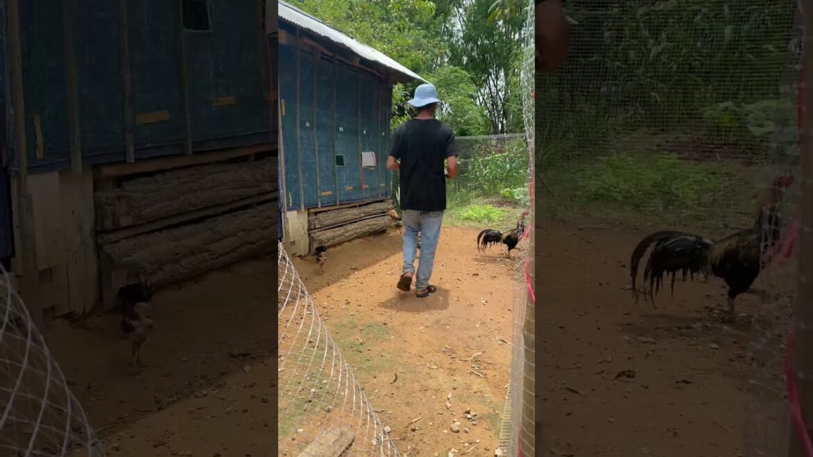 Daily life gardener by meimei / tips for growing/ enjoy with organic vegetable #shorts #gardening Daily life gardener by meimei / tips for growing/ enjoy with organic vegetable #shorts #gardening