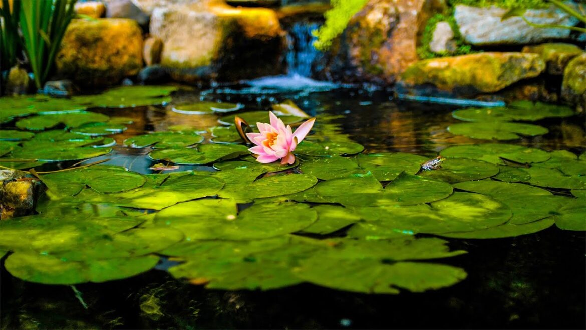 “This is what I call a backyard.” ❤️ "This is what I call a backyard." ❤️