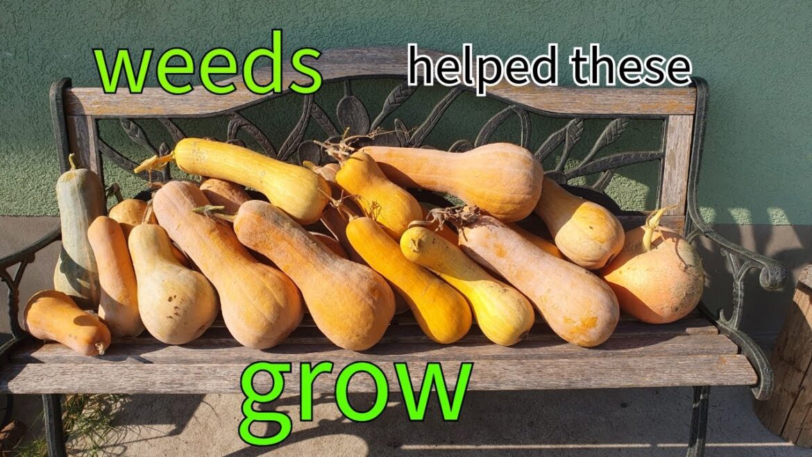 How Weeds Can Help Your Garden Grow