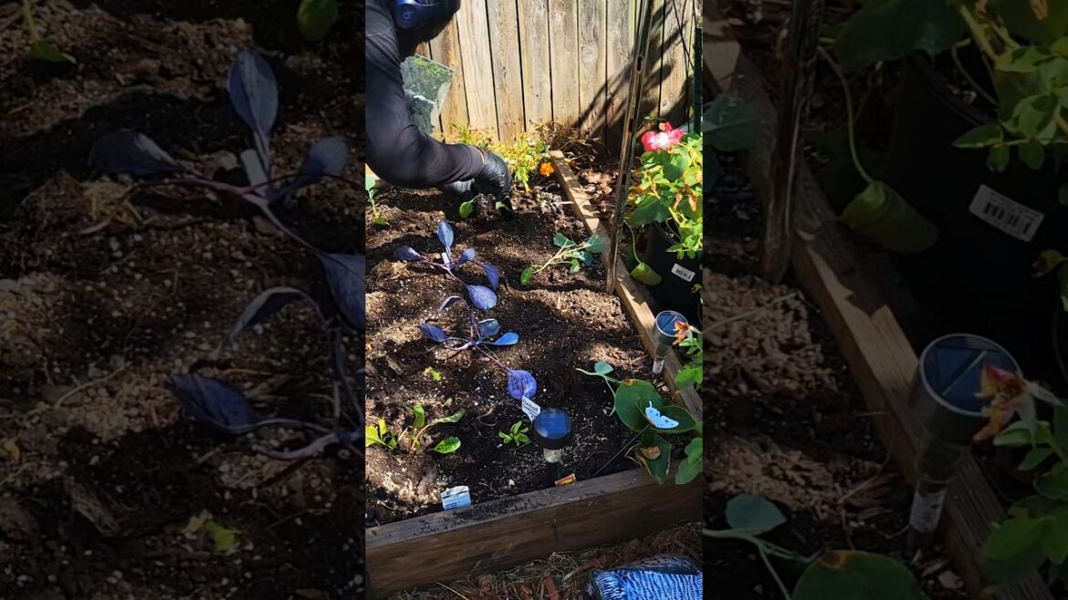 PLANTING THE FALL GARDEN BED #1 #urbangardening #fallgarden #nyc #garden #shorts