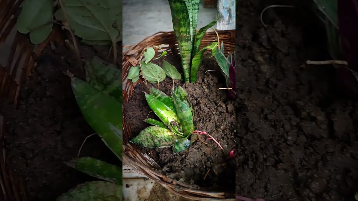 घर के अंदर लगने वाले कुछ पौधे घर के अंदर लगने वाले कुछ पौधे