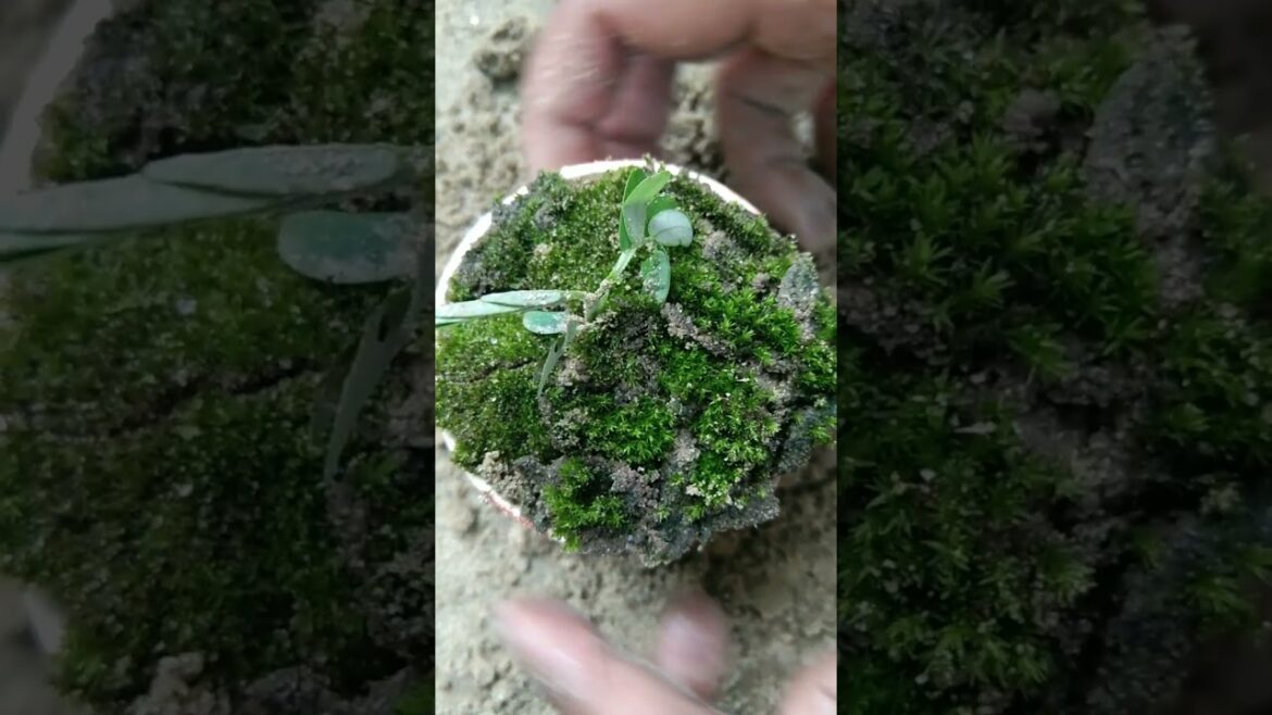 No caption😥#trending #shorts #practice #newtrick #nature #garden #plants #fungus #sr #trial #ytviral