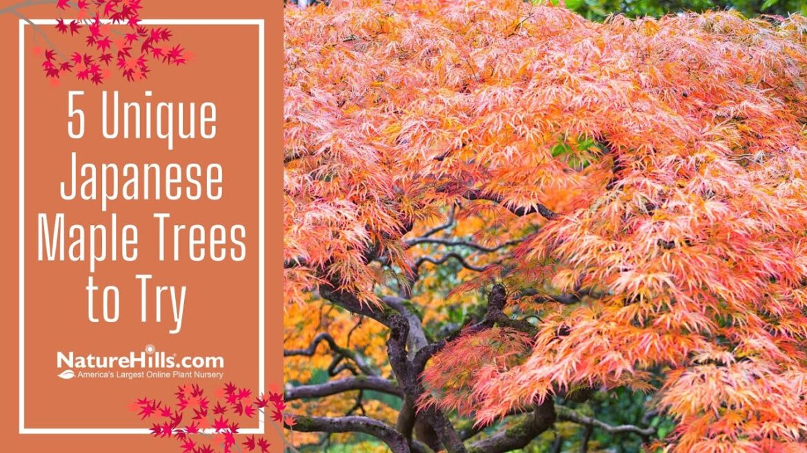 5 Unique Japanese Maples to Try | NatureHills.com 5 Unique Japanese Maples to Try | NatureHills.com
