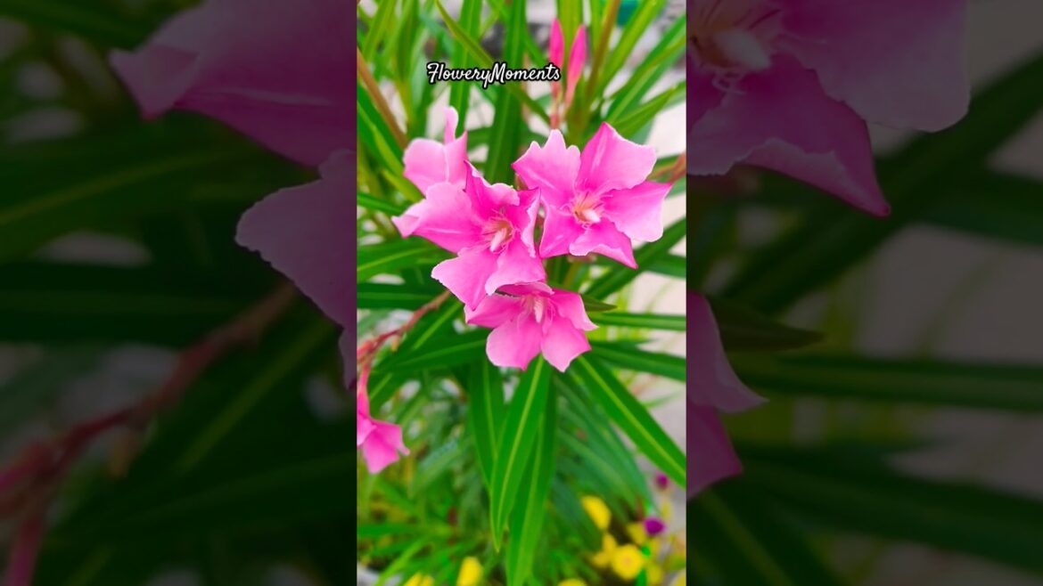 Terrace garden overview 💐|#nature #flowergarden #trending #shortsviral #shortsviral #gardendesign