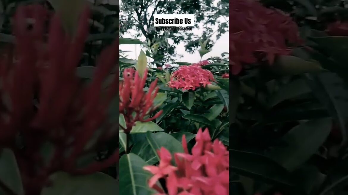 Garden #gardening #flowers #gardenshorts #nature #floral #garden #naturelover #naturephotography