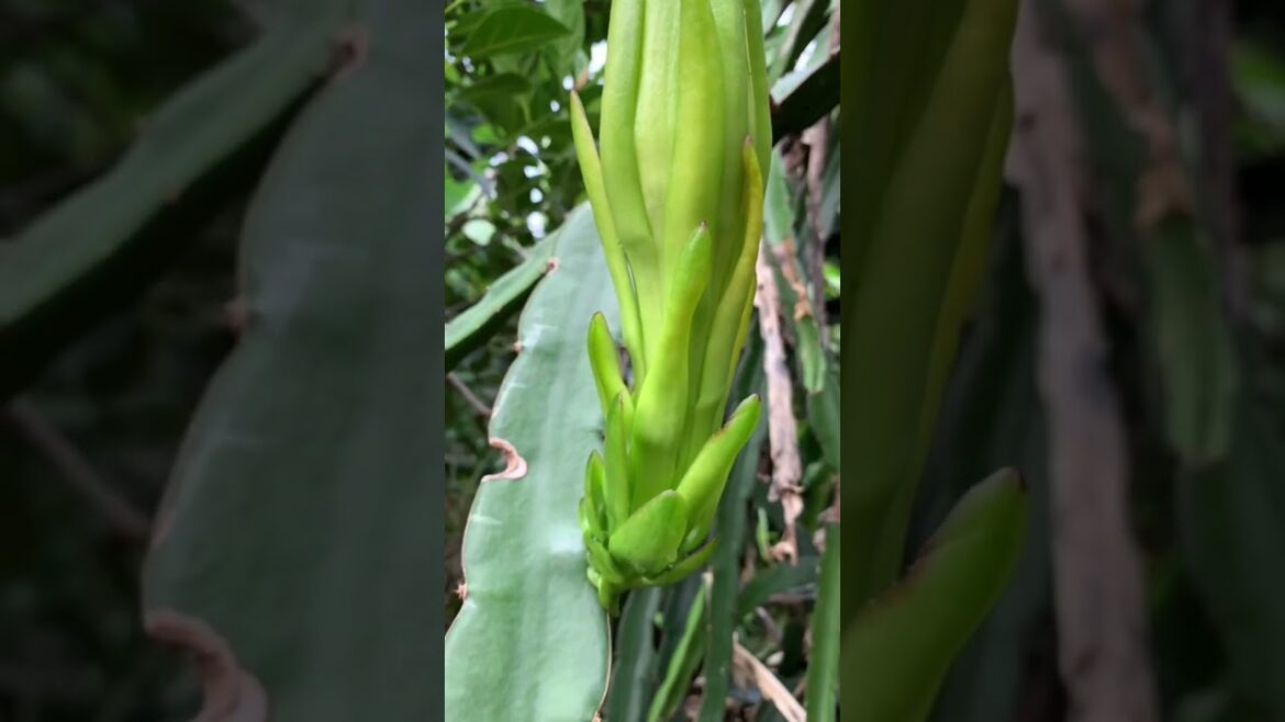 Daily life gardener by meimei / tips for growing/ enjoy with organic vegetable #shorts #gardening