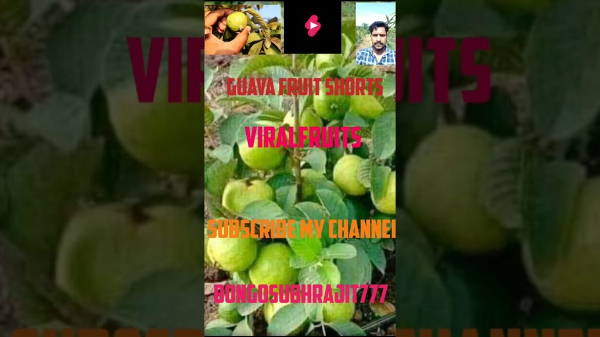 Guava Fruit Shorts #ViralFruits #Thai Guava Fruit Farm Visit #FruitFarmVisit #Gardening#Fruit #Guava Guava Fruit Shorts #ViralFruits #Thai Guava Fruit Farm Visit #FruitFarmVisit #Gardening#Fruit #Guava