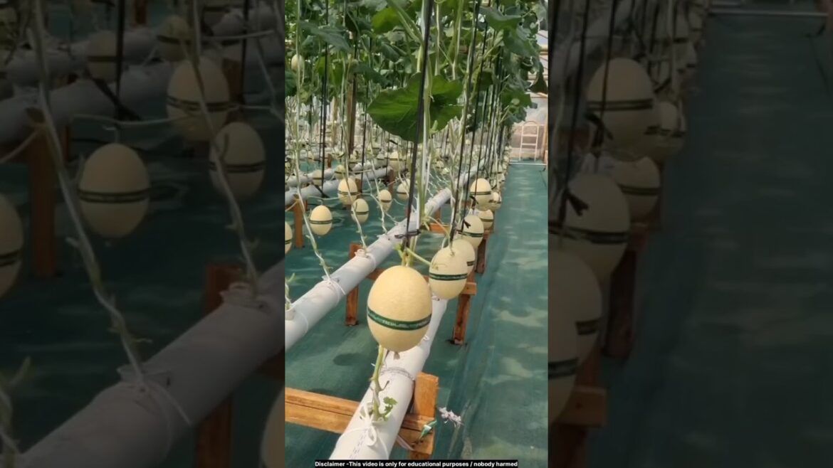 New technology of hydroponic farming in India 😍 #hydroponics  #technology