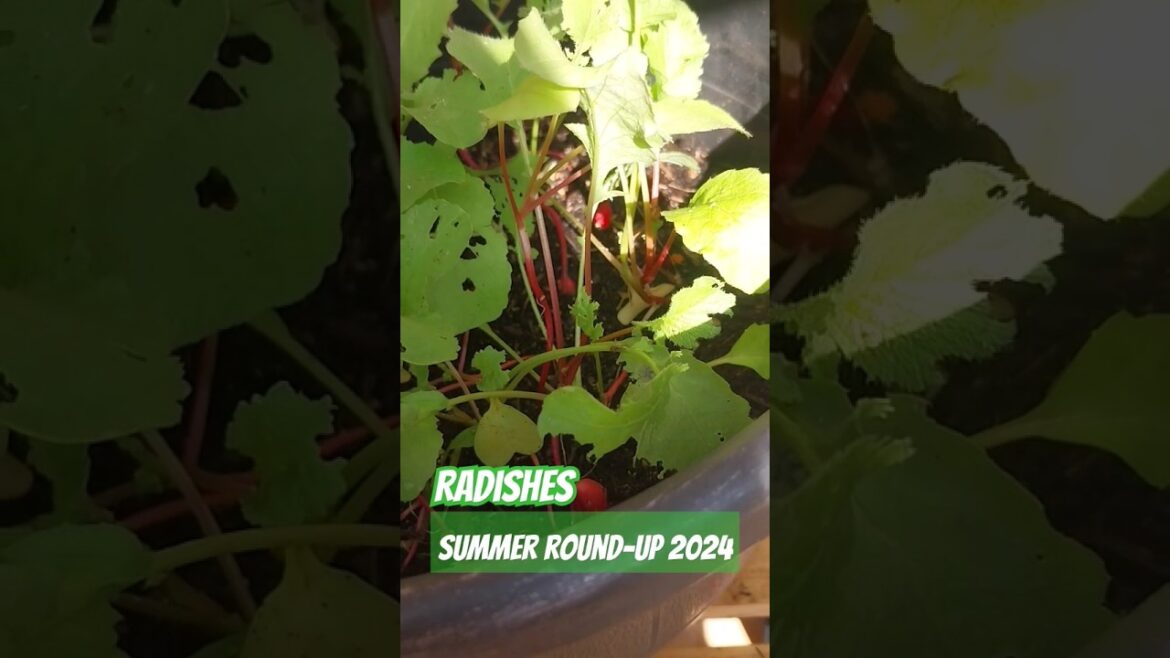 Summer round-up 2024 pt2 #gardening #herbs #nature #plants #shortsvideo #shorts  #short