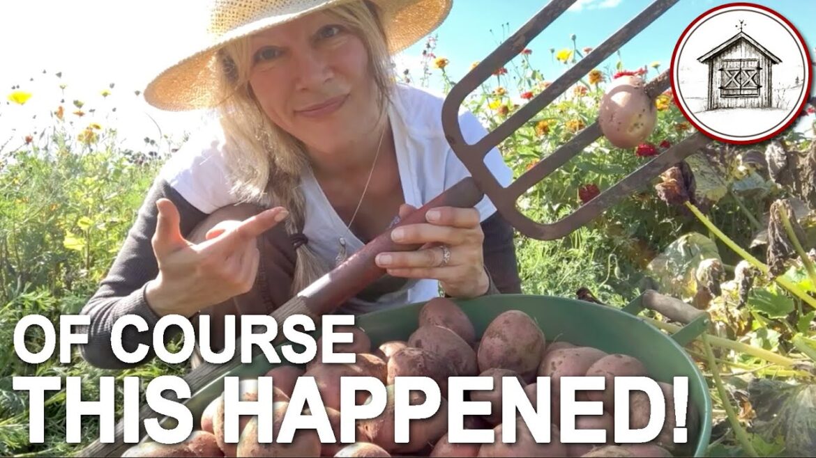 Potatoes a Plenty & Big Garden Plans