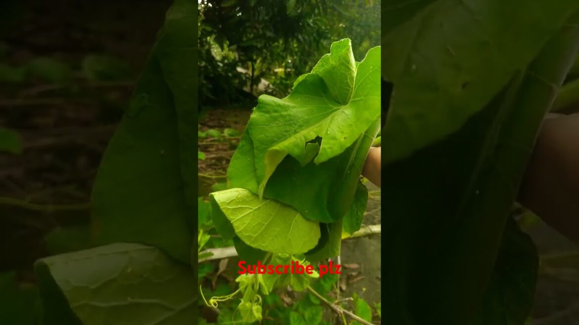 Harvesting vegetables #gardening #roofgarden