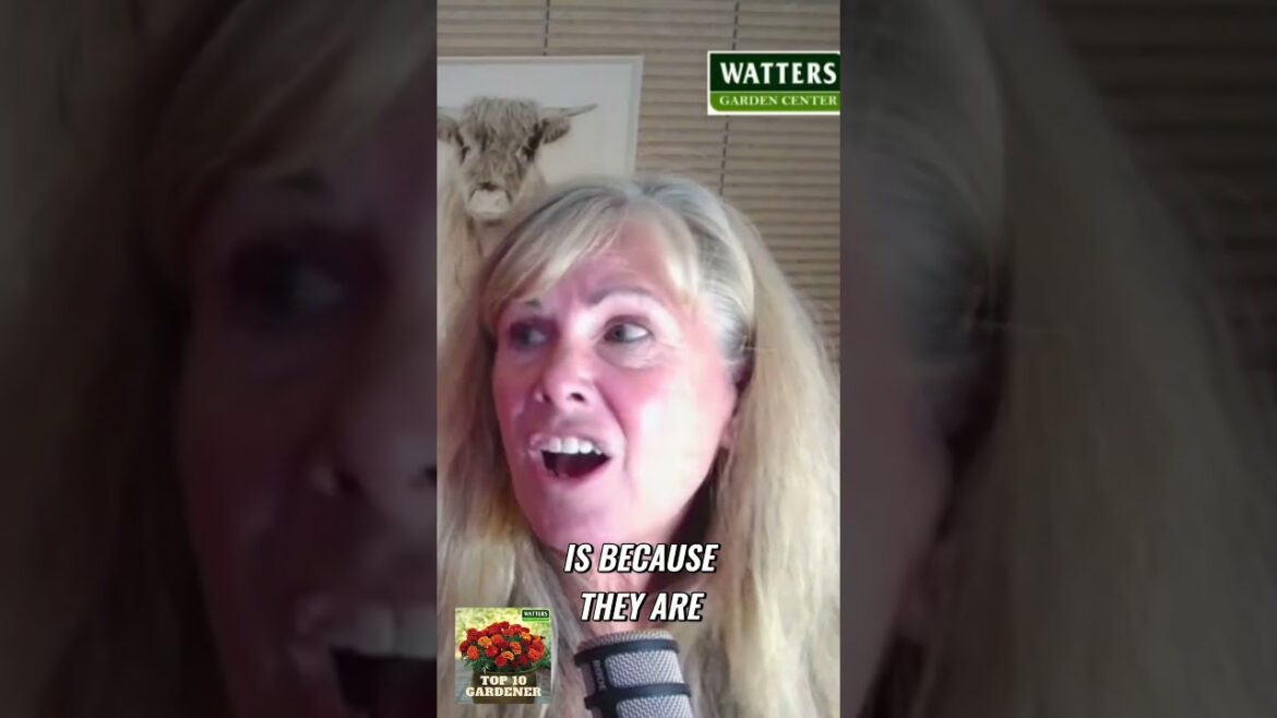 Easy to Grow Grasses for a Stunning Yard Easy to Grow Grasses for a Stunning Yard