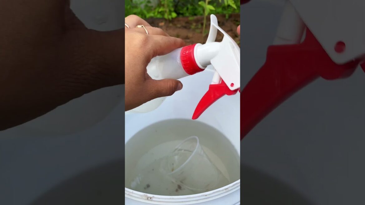 Daily life gardener by meimei / tips for growing/ enjoy with organic vegetable #shorts #gardening Daily life gardener by meimei / tips for growing/ enjoy with organic vegetable #shorts #gardening