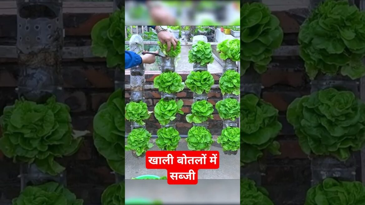 बोतलों में सब्जी#experiment #gardening #garden #amazingfacts #bottle #plants #farming #facts