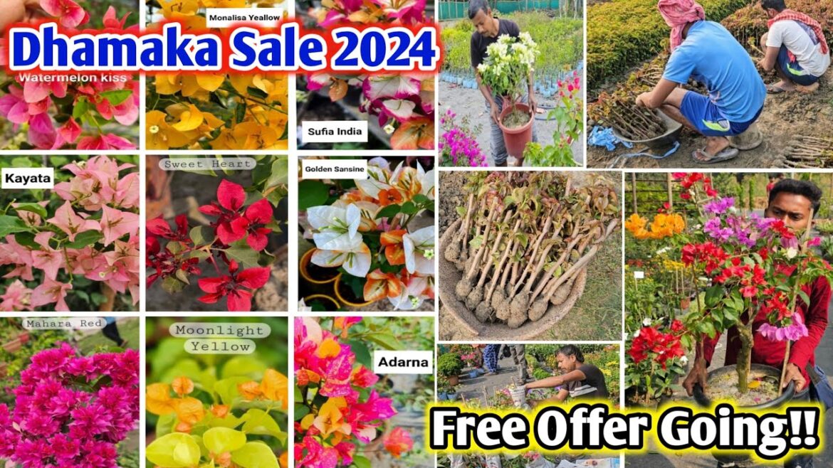 Buy Bougainvillea Plant from Horticultureking Kolkata at lowest price online top seller