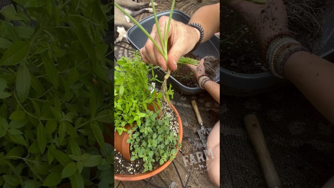 How to make an edible lil mini garden of herbs & scallions—perfect for spaces without garden access