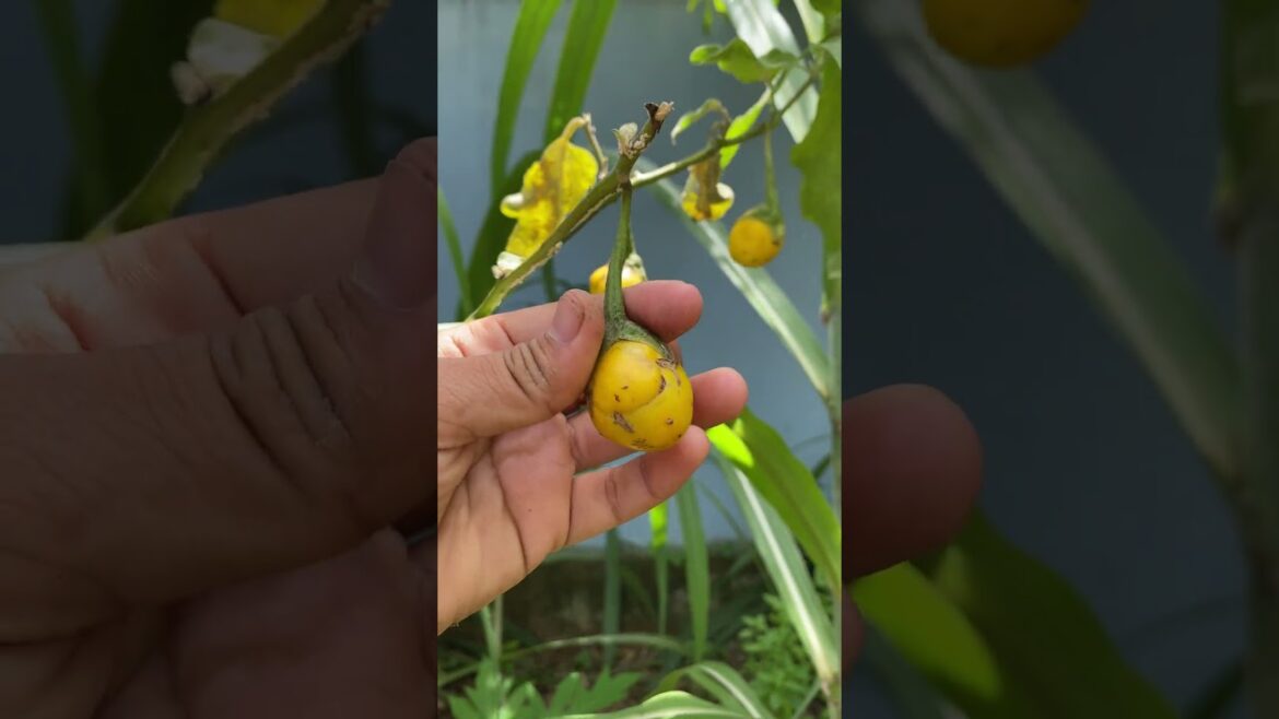 Daily life gardener by meimei / tips for growing/ enjoy with organic vegetable #shorts #gardening