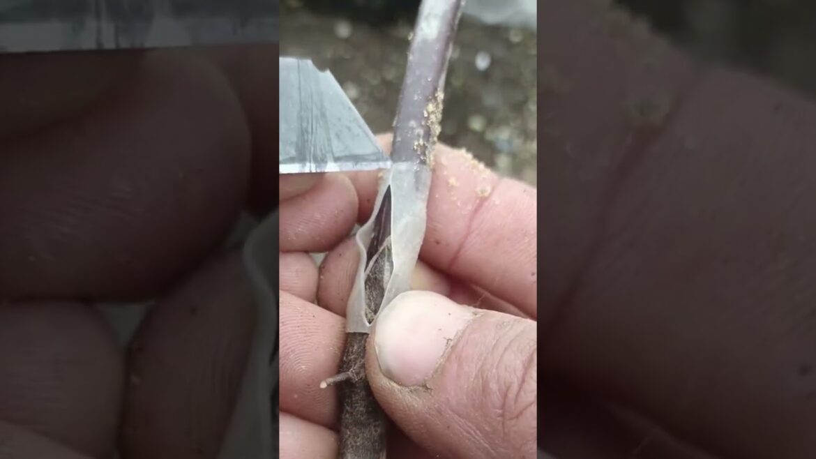 Success with Hose Grafting: Amazing Results Revealed! #grafting #graft #garden #gardeningtips #diy