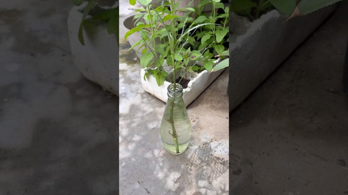 Mexican Patonia plans ko cutting se ase lagaye 🌸🪻#shorts#shortsvideo#garden#plants