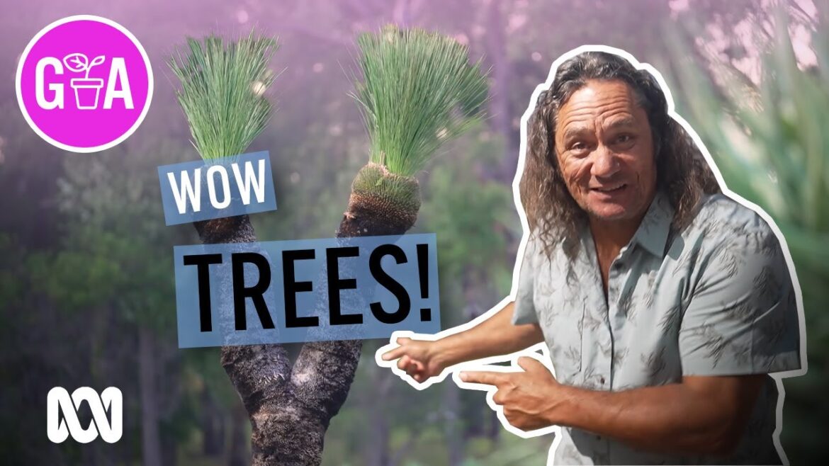 Top 5 Trees For Your Garden | Garden Design and Inspiration | Gardening Australia Top 5 Trees For Your Garden | Garden Design and Inspiration | Gardening Australia