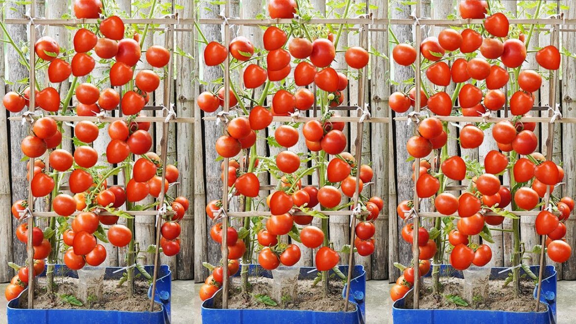 Growing Tomatoes without a Garden! The Ultimate Guide to Container Gardening! Growing Tomatoes without a Garden! The Ultimate Guide to Container Gardening!