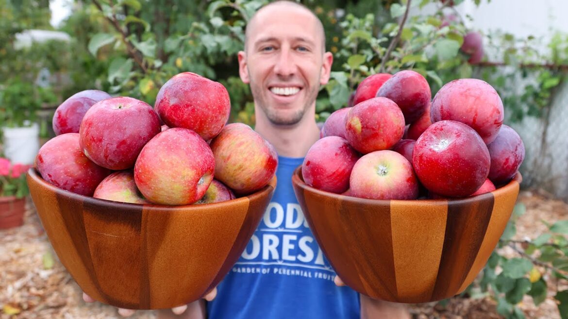 James Prigioni: How to Grow Apple Trees like the Experts (They Will Hate Me For Sharing This For FREE) How to Grow Apple Trees like the Experts (They Will Hate Me For Sharing This For FREE)