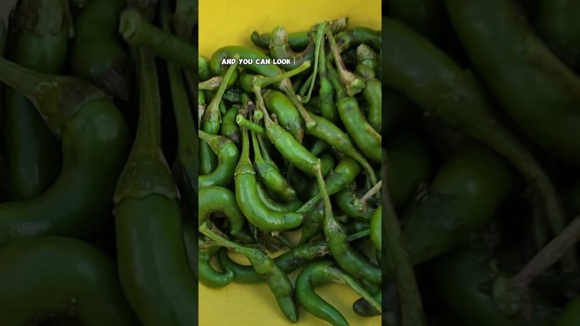 Late Summer Vegetable Garden Harvest: Okra, Moringa Pods, Tomatoes & More!