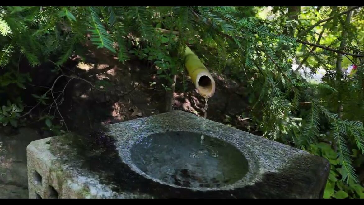 Ambient Sounds of Walking in a Japanese Garden in America