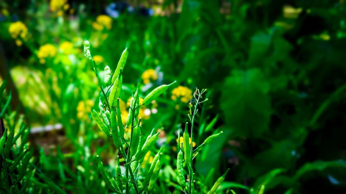 Saving seeds the right way LIVE Saving seeds the right way LIVE