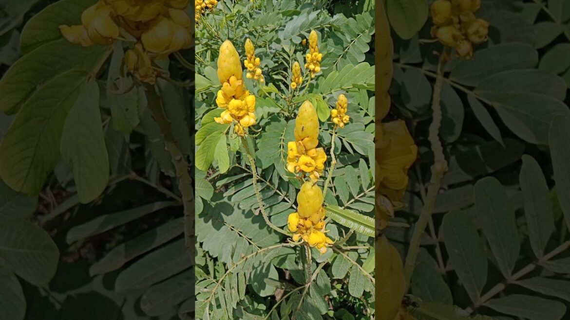 हिंगलाज का प्लांट#medicine plant #shorts#gardening #viralvideo#chamatkari plant