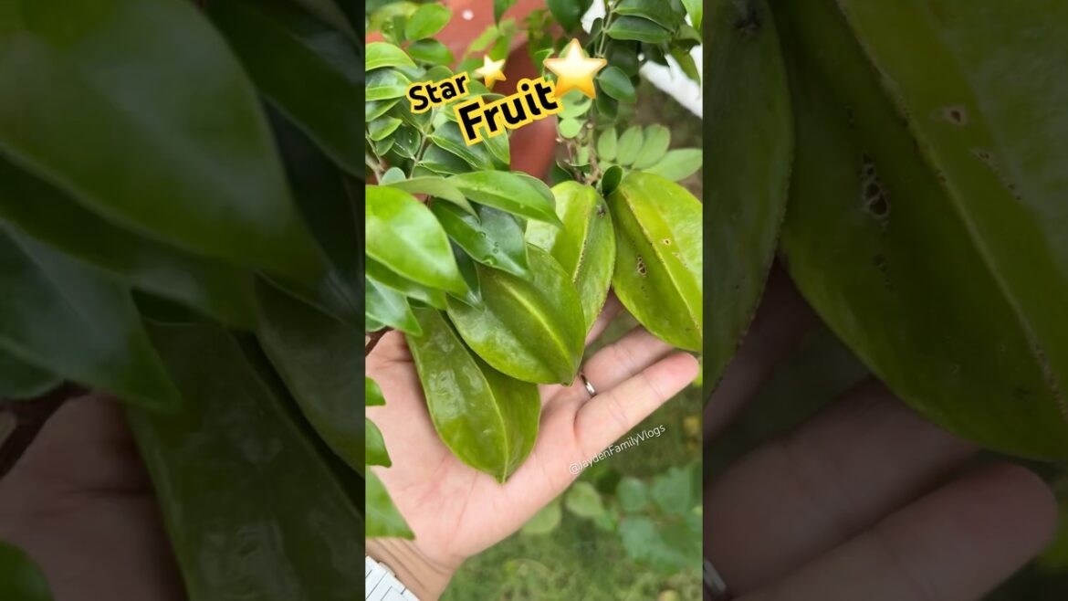 Star Fruit Cutting ⭐️😱 #shorts #satisfying #fruit #starfruit #enjoy #garden