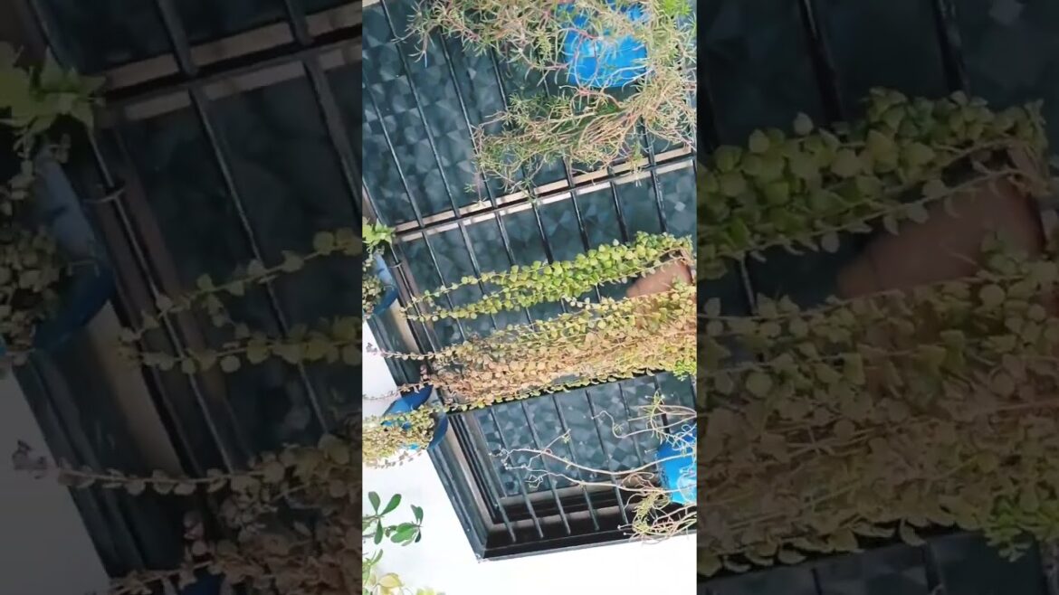 Old One #gardening #gardentips #gardeningideas #gardeningvideos #plants