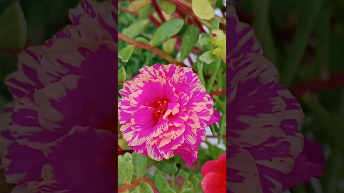 💟Portulaca cross pollination successful result#garden #gardening tips#shorts#viral#trending